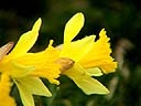 Daffodils 4.jpg